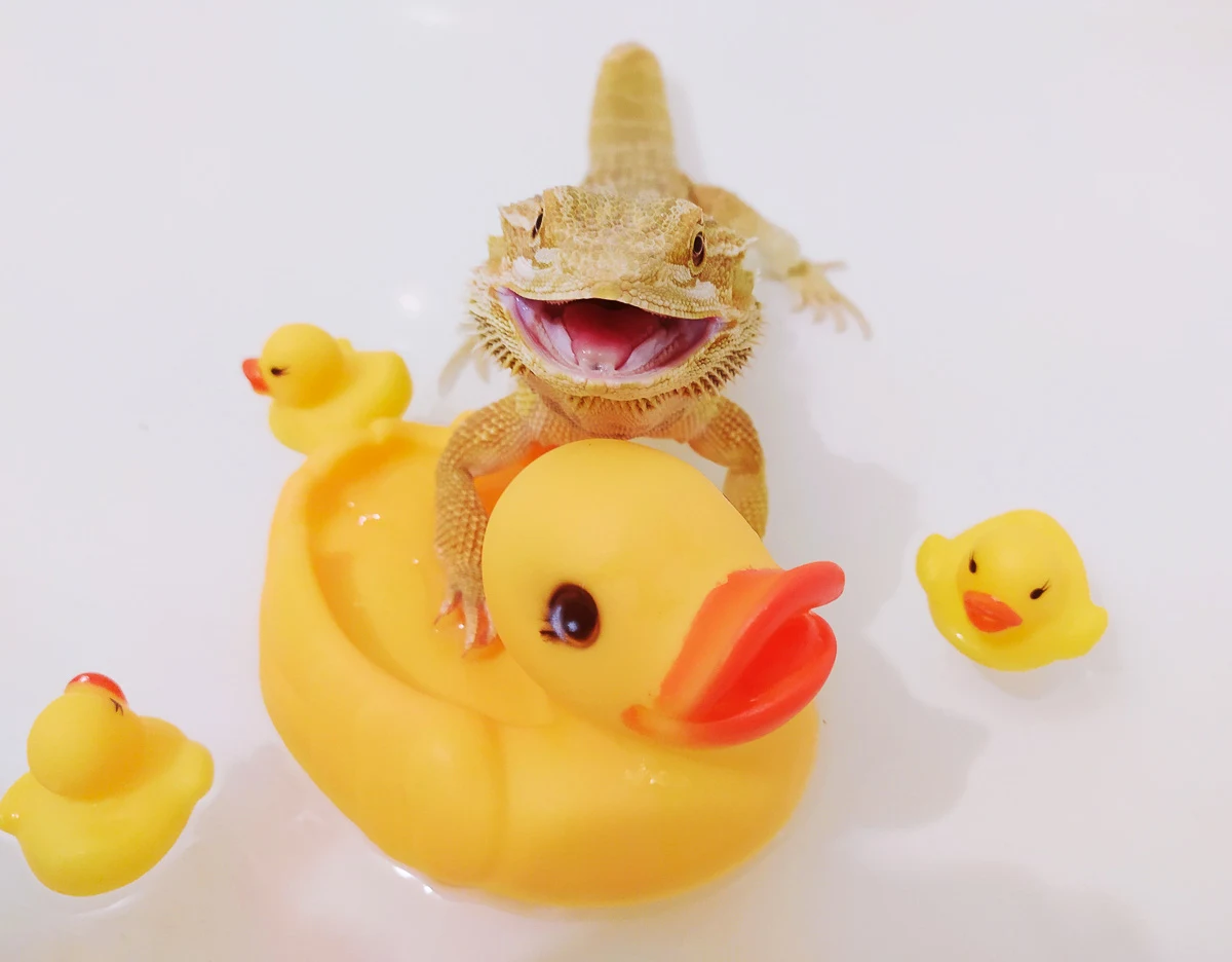 Do Bearded Dragons Want Water?