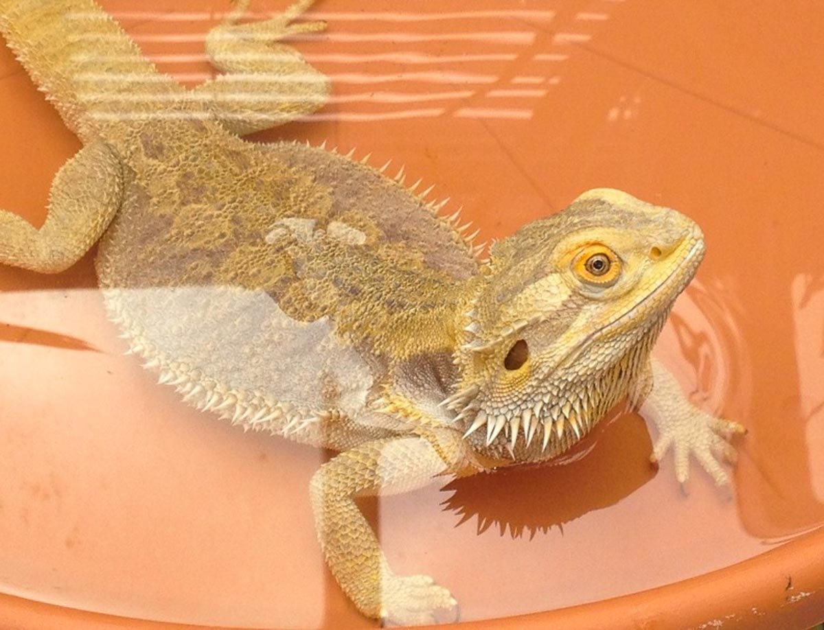 Do Bearded Dragons Need Water? Vet Explains Pets