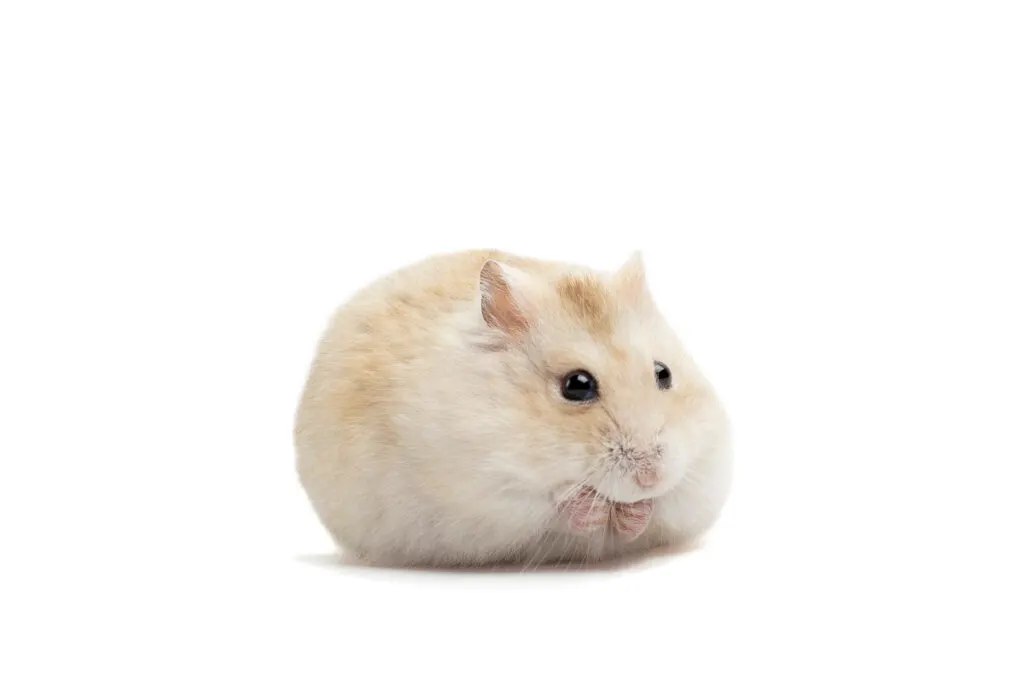 fat golden hamster with white background