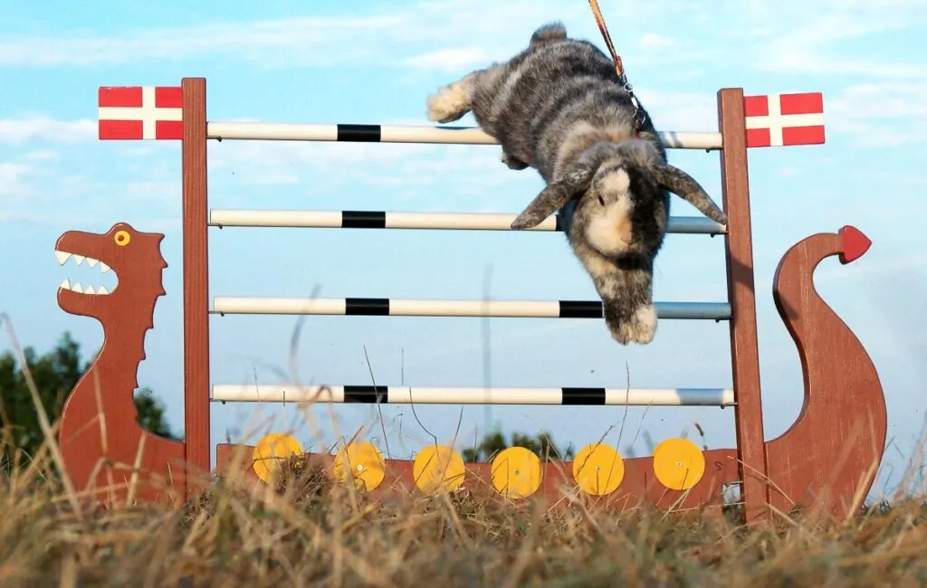 what is the highest a dog can jump