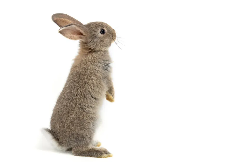 How High Can A Rabbit Jump? Vet Explains Pets