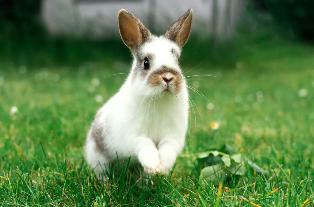 Rabbits can Jump as High as the Moon