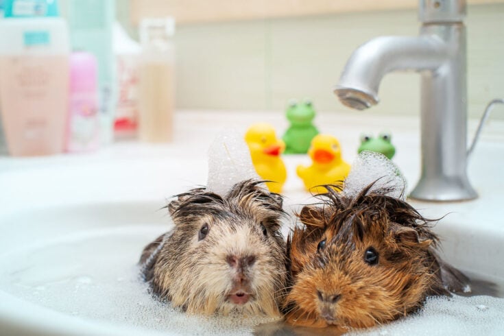 Can Guinea Pigs Swim? Debunking Myths and Facts - Vet Explains Pets